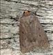 2299 (73.064)<br>Mouse Moth